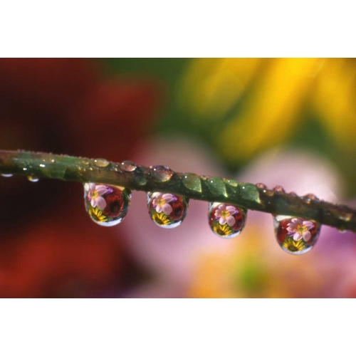 OR, Flower reflecting in dewdrops on grass